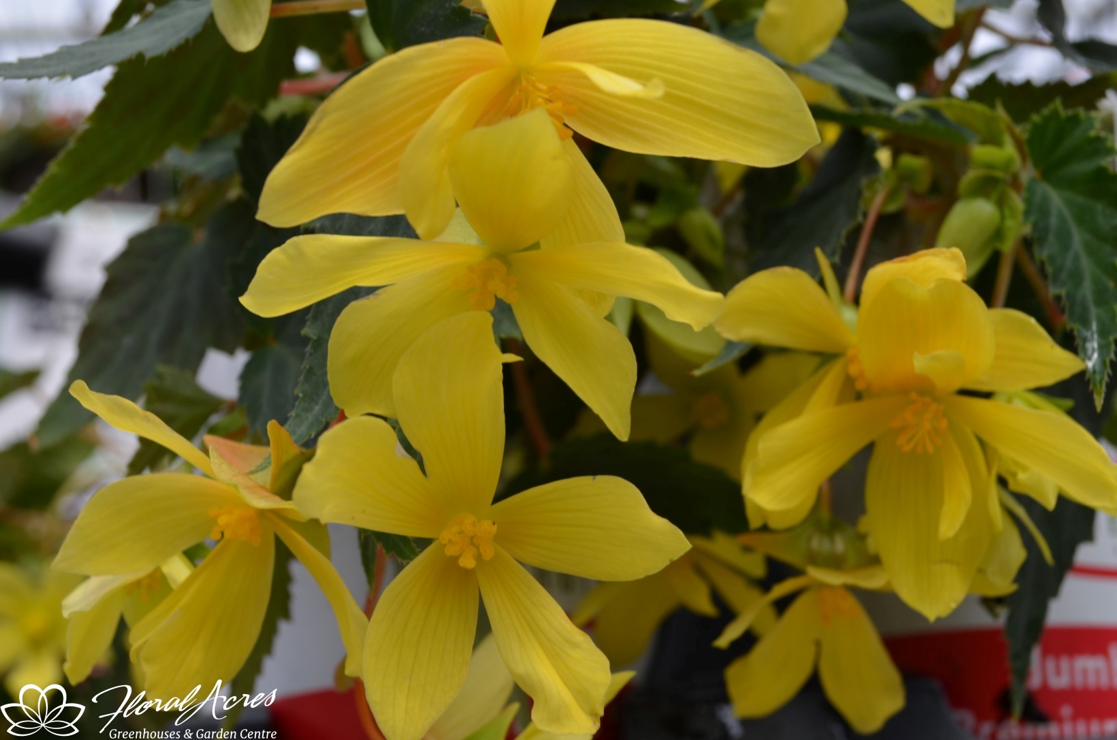 Begonia Mistral Yellow Floral Acres